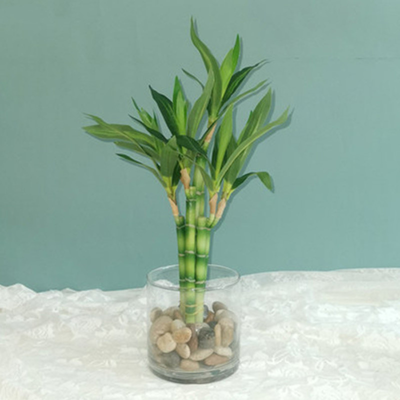Aquarium Fish Items - Yeni 40 cm rFtificial Şanslı Bambu