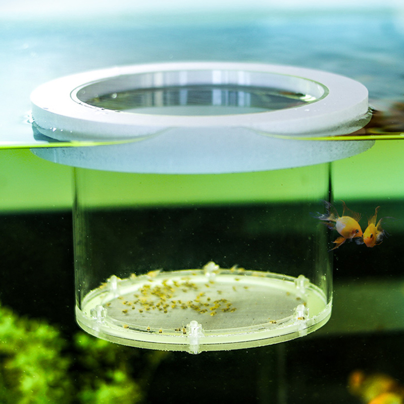 Asma Balık Tankı Yetiştiricili - Box Fish In Aquarium incelemesi ve fiyatı