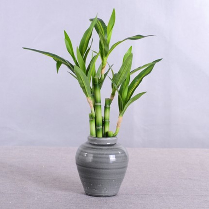 Yeni 40 cm rFtificial Şanslı B - Aquarium Fish Items incelemesi ve fiyatı