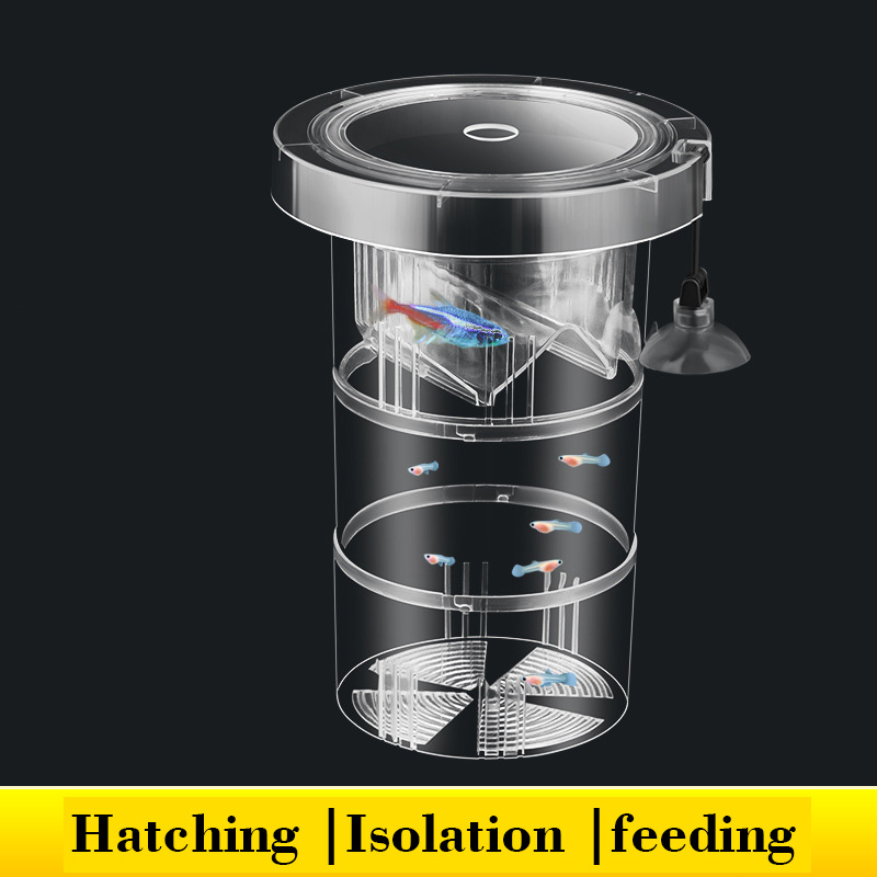 Yüzen Balık Yetiştiriciliği İz - Box Fish In Aquarium incelemesi ve fiyatı