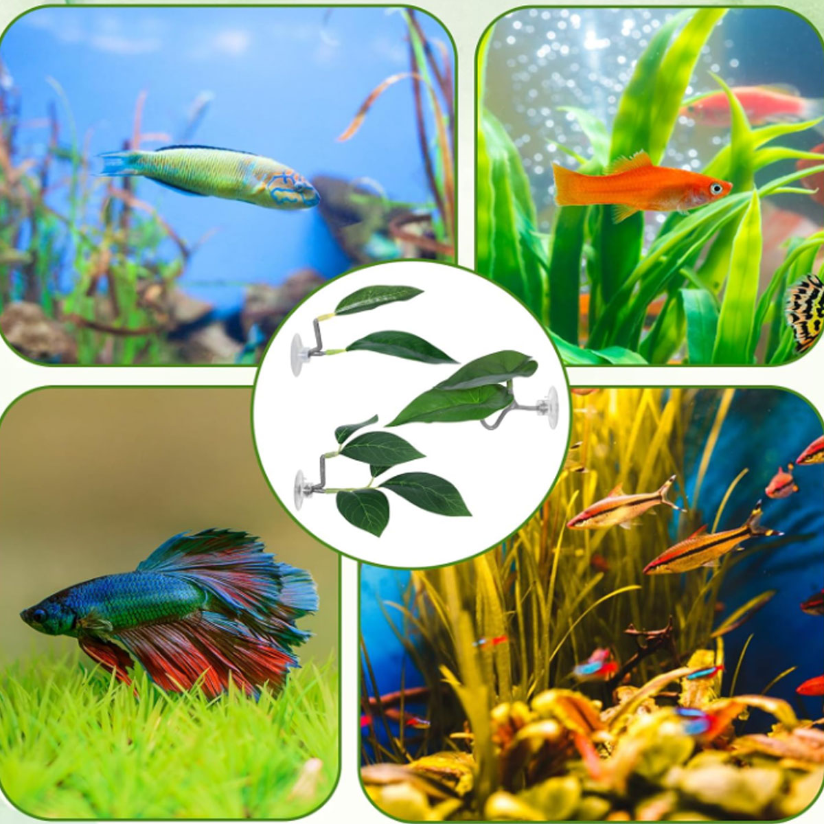 1 adet Betta balık hamak yumuş - Aquarium Fish Only incelemesi ve fiyatı