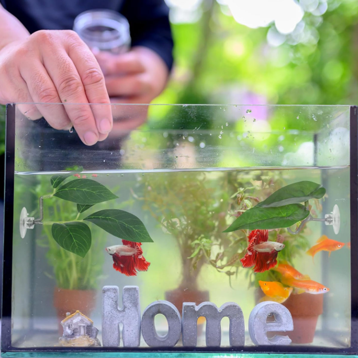1 adet Betta balık hamak yumuş - Aquarium Fish Only incelemesi ve fiyatı