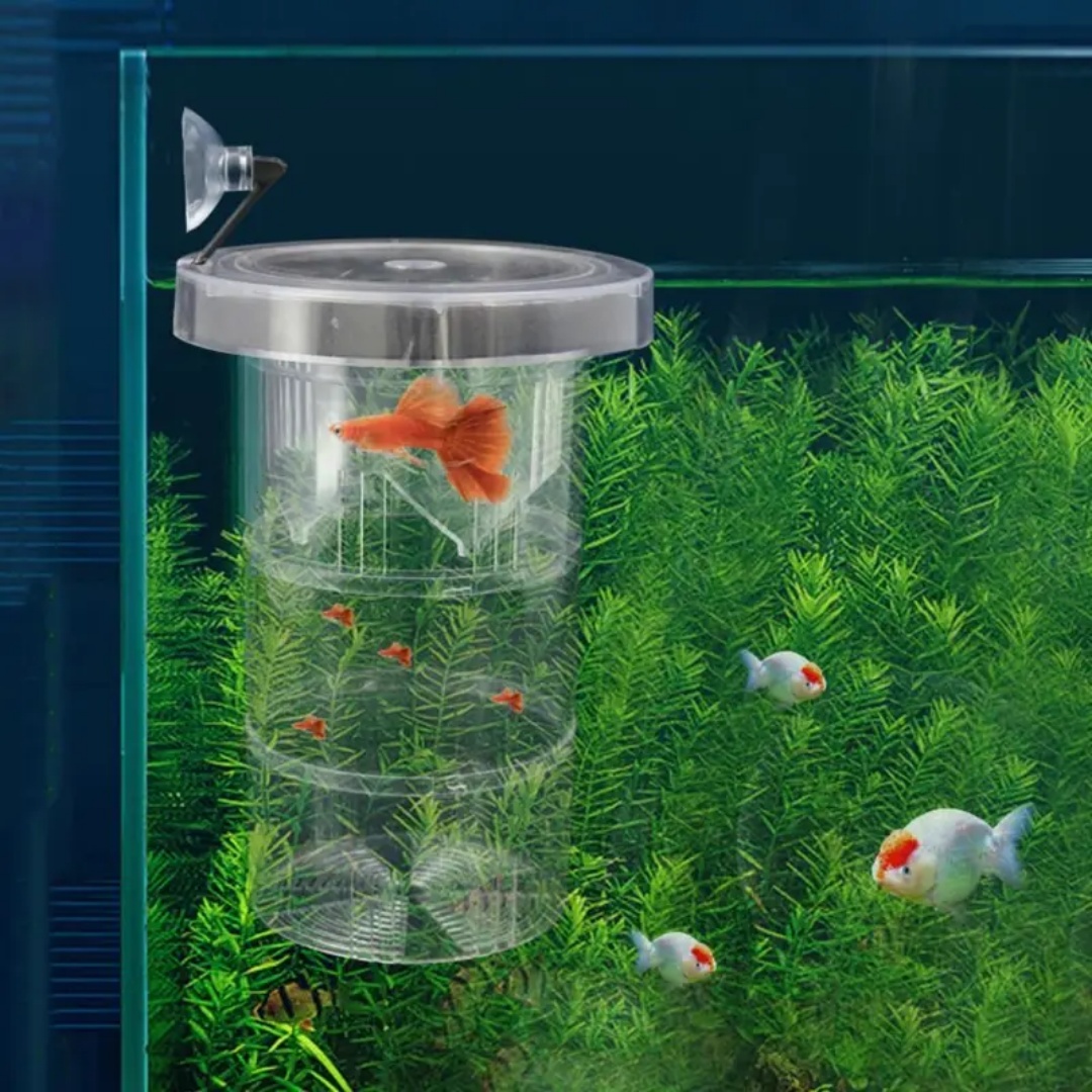 Akrilik Yüzen Balık Yetiştirme - Aquarium Fish Jar incelemesi ve fiyatı
