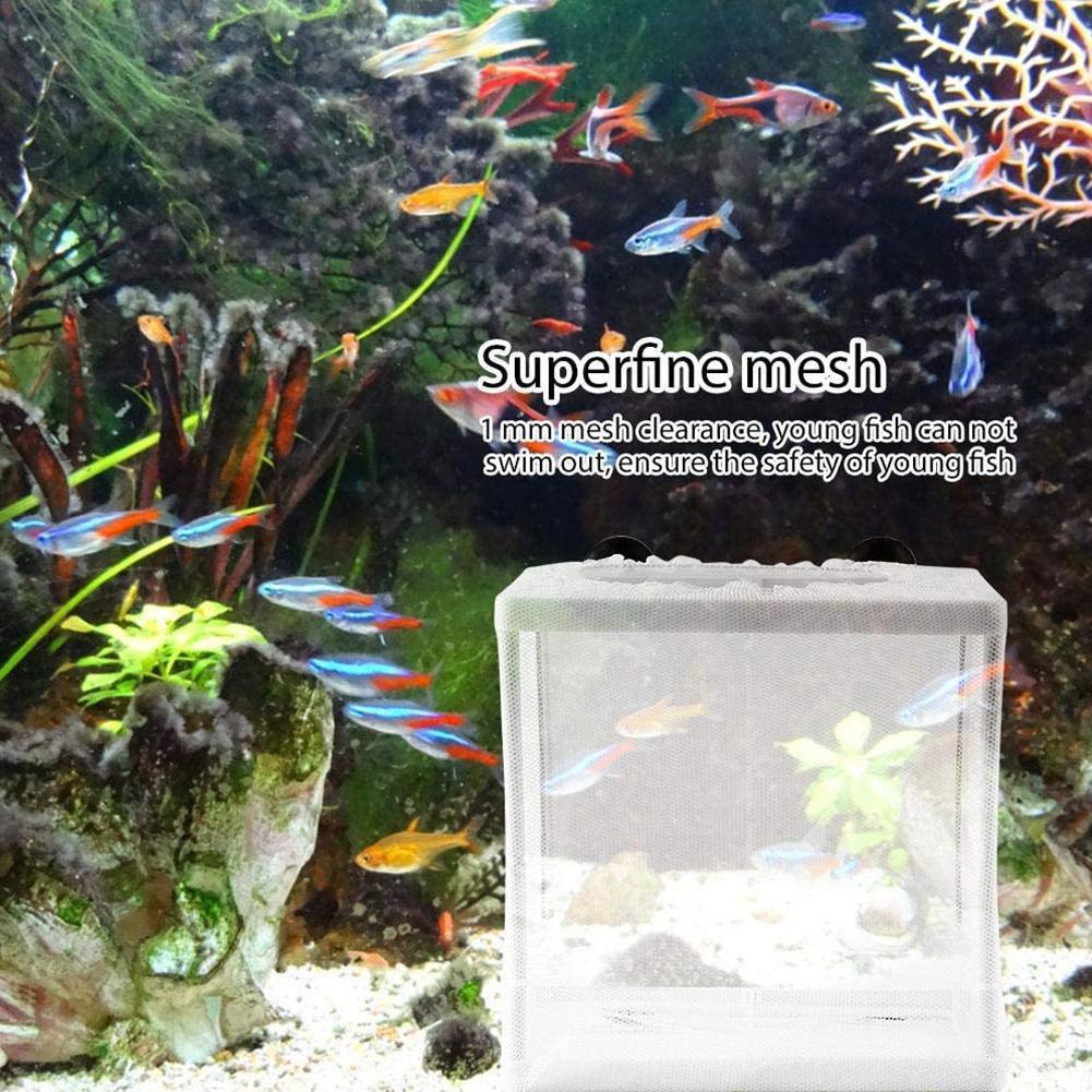 Akvaryum için Kuluçka İzolasyo - Aquarium Fish Jar incelemesi ve fiyatı