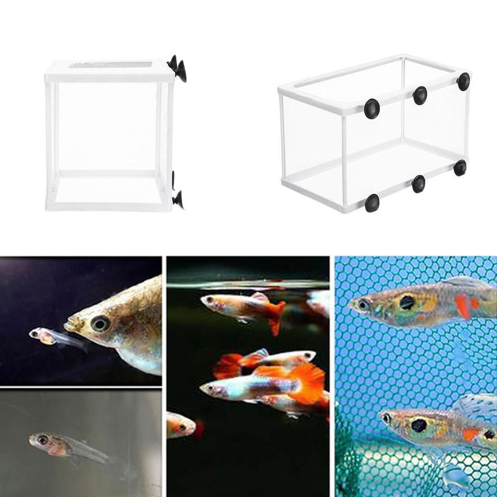 Akvaryum için Kuluçka İzolasyo - Aquarium Fish Jar incelemesi ve fiyatı