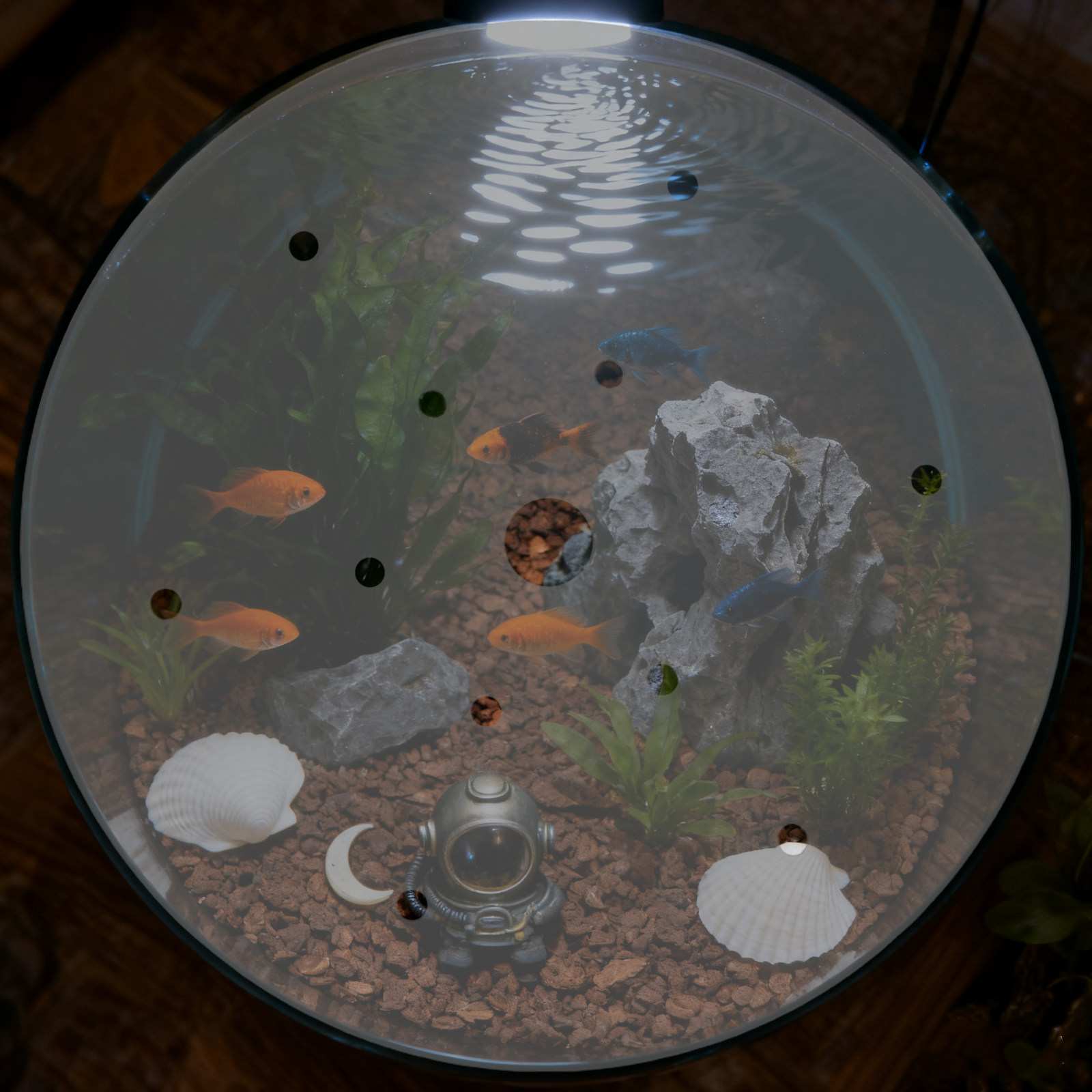 7 inç Yuvarlak Akrilik Balık T - Aquarium Fish Jar incelemesi ve fiyatı